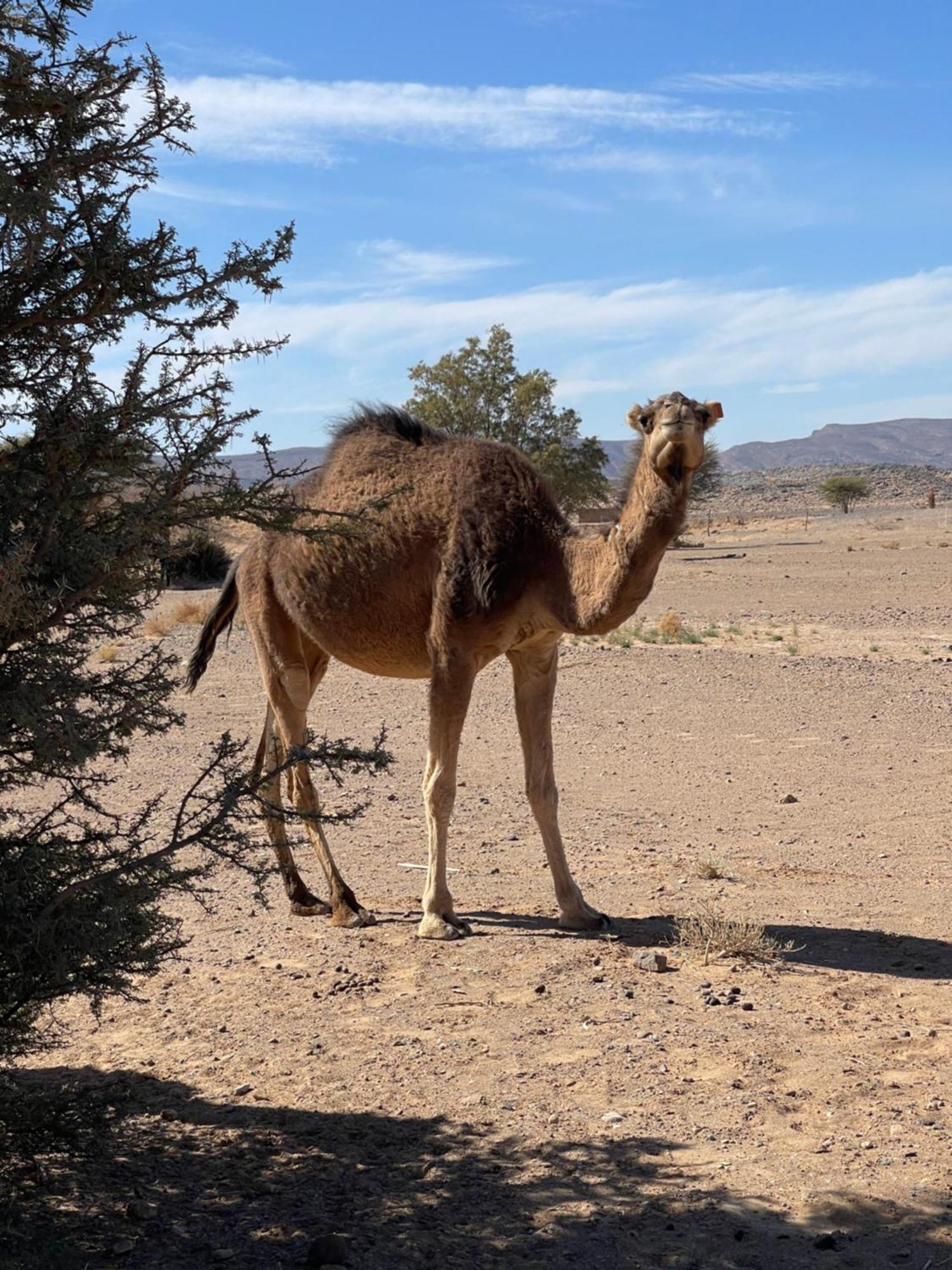 Merzouga Dunes Luxury Camps Hotel Exterior photo